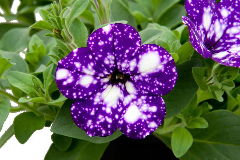 Petunia Verve night sky i potte 13 cm, højde 22 cm