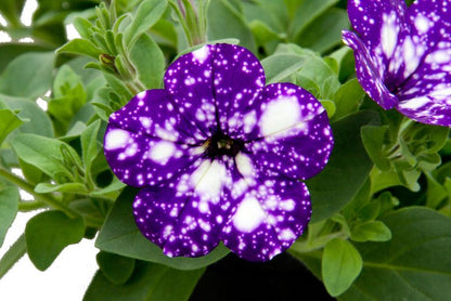 Petunia Verve night sky i potte 13 cm, højde 22 cm