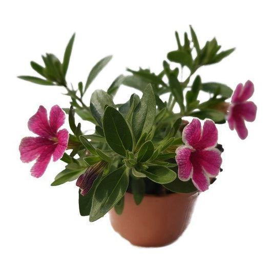 Petunia Verve hængende potte 10,5 cm højde 20 cm