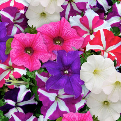 Petunia i flere farver 23 cm