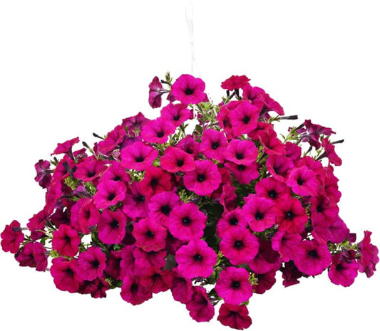 Petunia i flere farver 23 cm