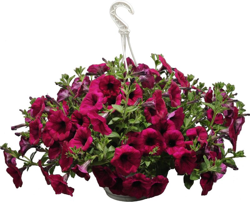 Petunia i flere farver 23 cm