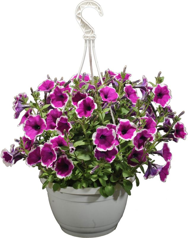 Petunia i flere farver 23 cm