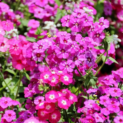 Phlox i potte 17 cm
