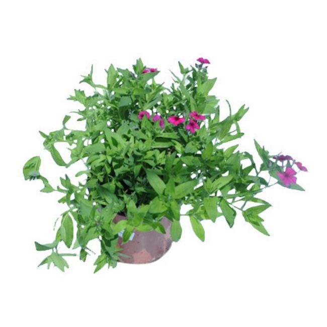 Phlox i potte 17 cm
