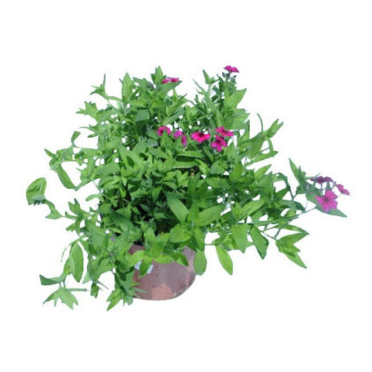 Phlox i potte 17 cm