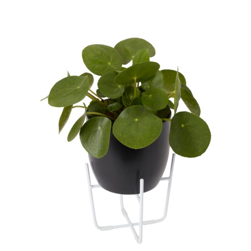 GoodHome Pilea 12 cm – dekorativ plante til vindueskarmen