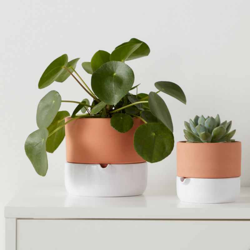 GoodHome Pilea 12 cm – dekorativ plante til vindueskarmen