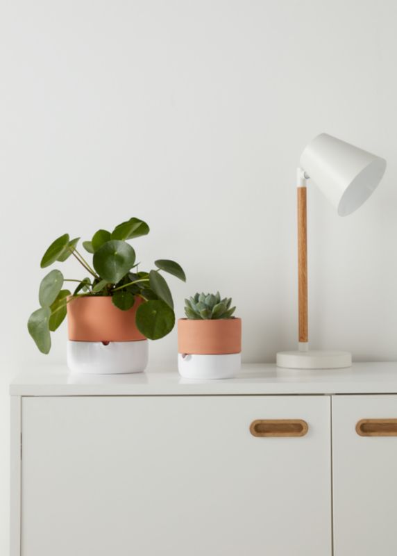 GoodHome Pilea 12 cm – dekorativ plante til vindueskarmen