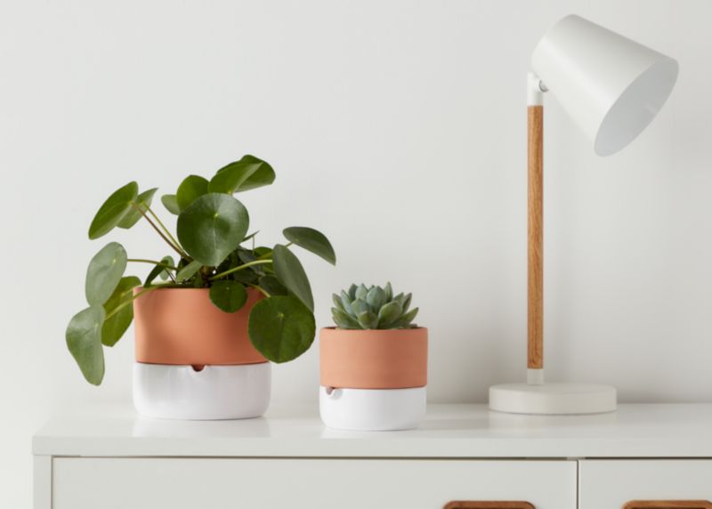 GoodHome Pilea 12 cm – dekorativ plante til vindueskarmen
