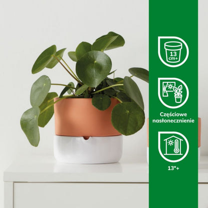 GoodHome Pilea 12 cm – dekorativ plante til vindueskarmen