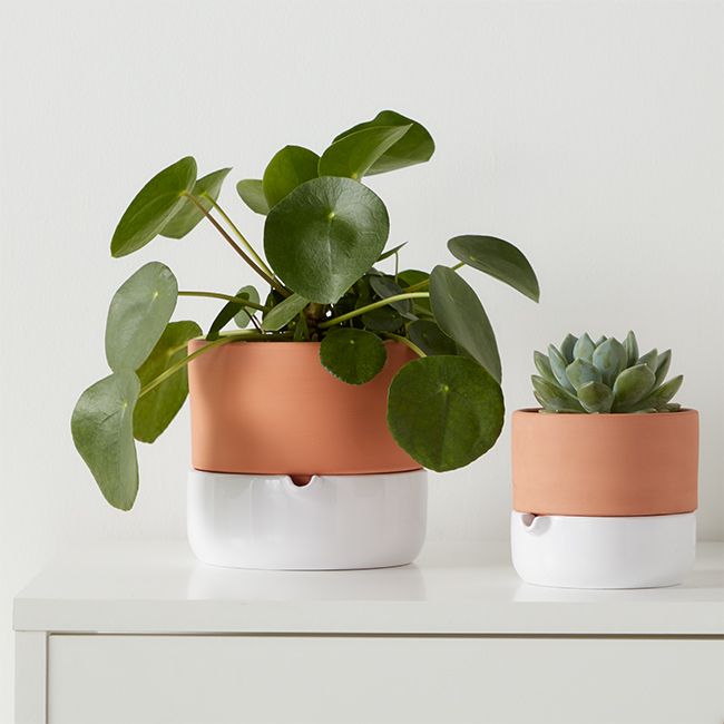 GoodHome Pilea 12 cm – dekorativ plante til vindueskarmen
