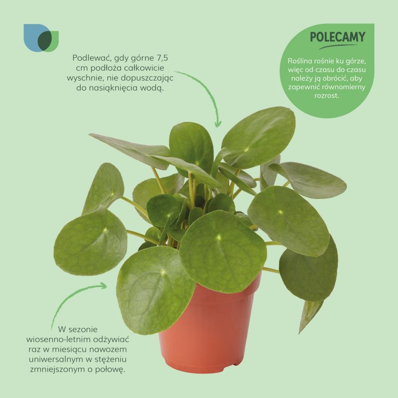 GoodHome Pilea 12 cm – dekorativ plante til vindueskarmen