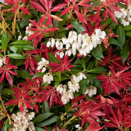 Pieris Forest Flame Verve 2 l