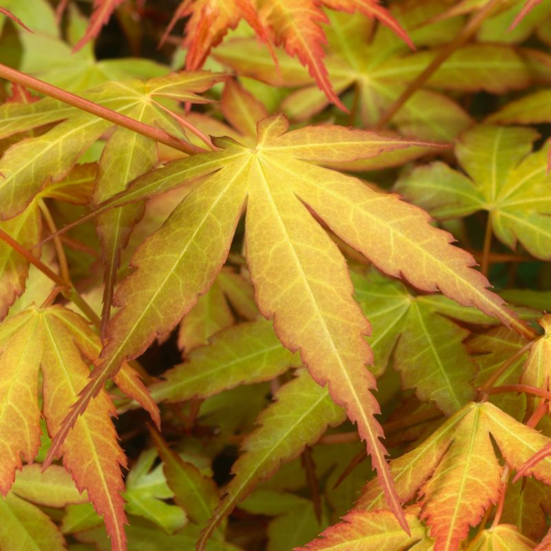 Pieris Katsura Verve 2 l