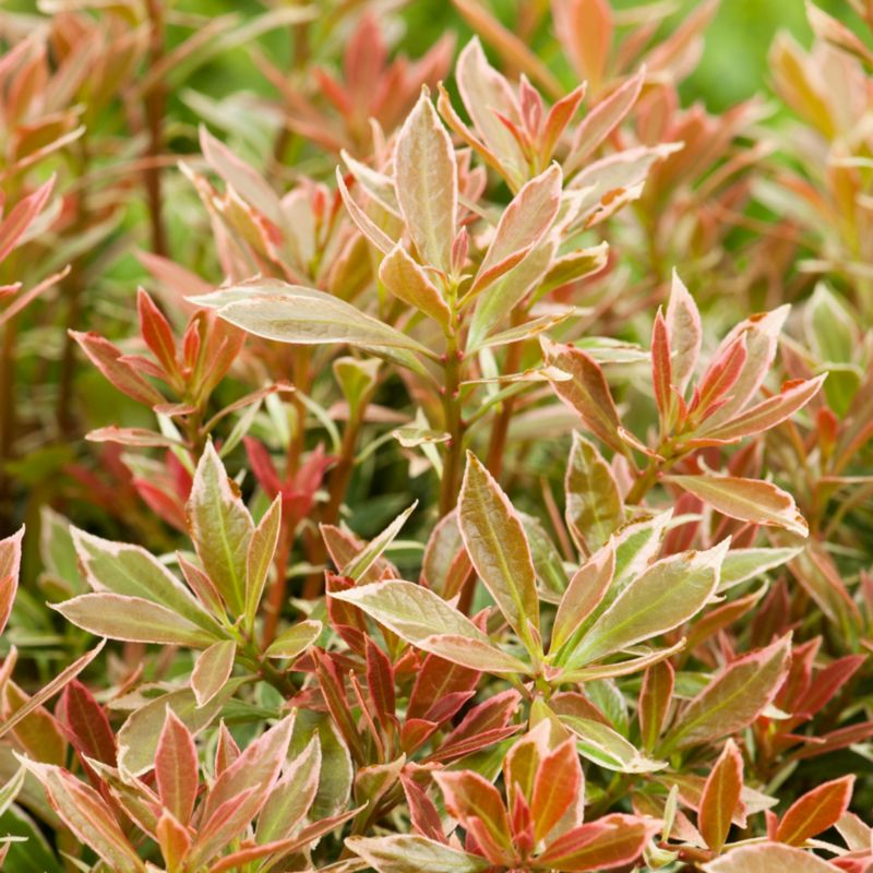 Pieris Little Heath Verve 2 l
