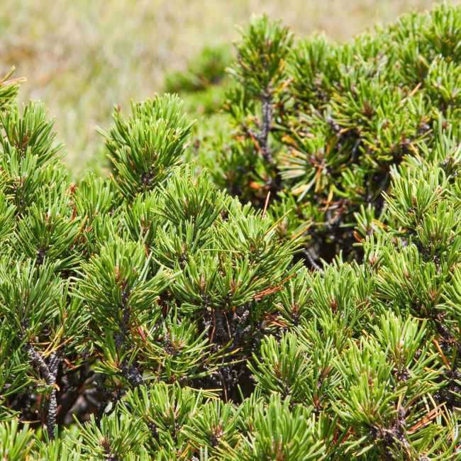 Pinus mugo kosodriven