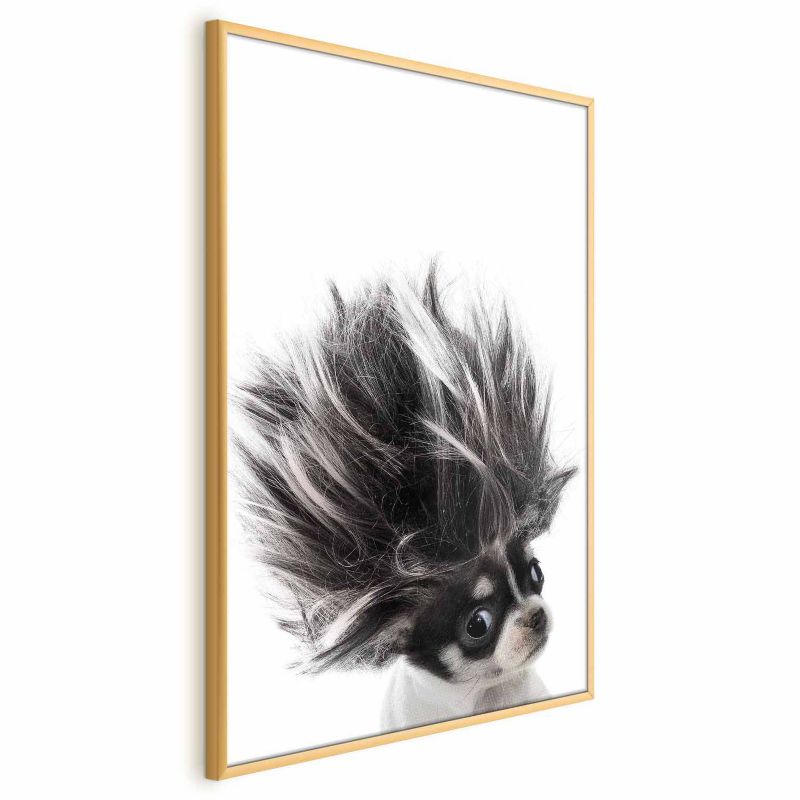 Artgeist Chihuahua plakat 40 x 60 cm med guldramme, 1 stk