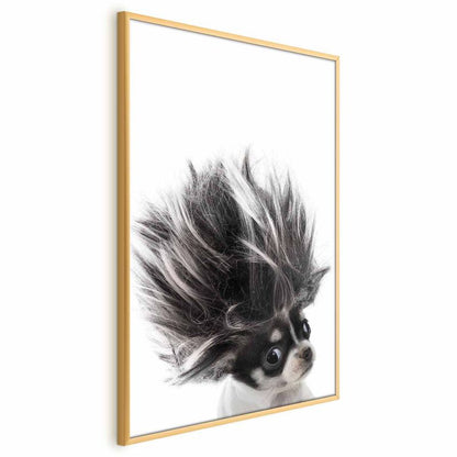 Artgeist Chihuahua plakat 40 x 60 cm med guldramme, 1 stk