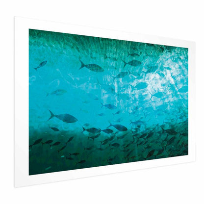 Artgeist plakat Gromada fisk 60 x 40 cm uden ramme, 1 stk