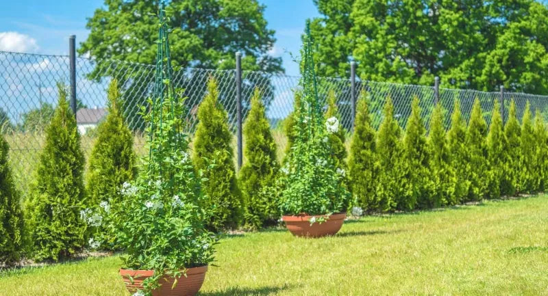 Plantesøjle Konisk 31x151 cm Grøn Stål