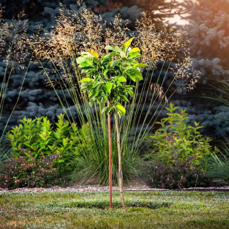 Plantestøtte Træ Imprægneret 10 Stk