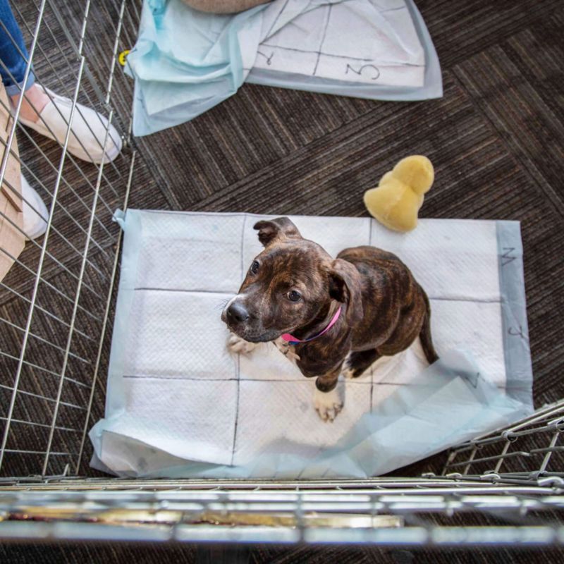 Springos hygiejneunderlag til hunde 35 x 45 cm 10 stk. absorberende måtter til træning i renlighed 1 sæt