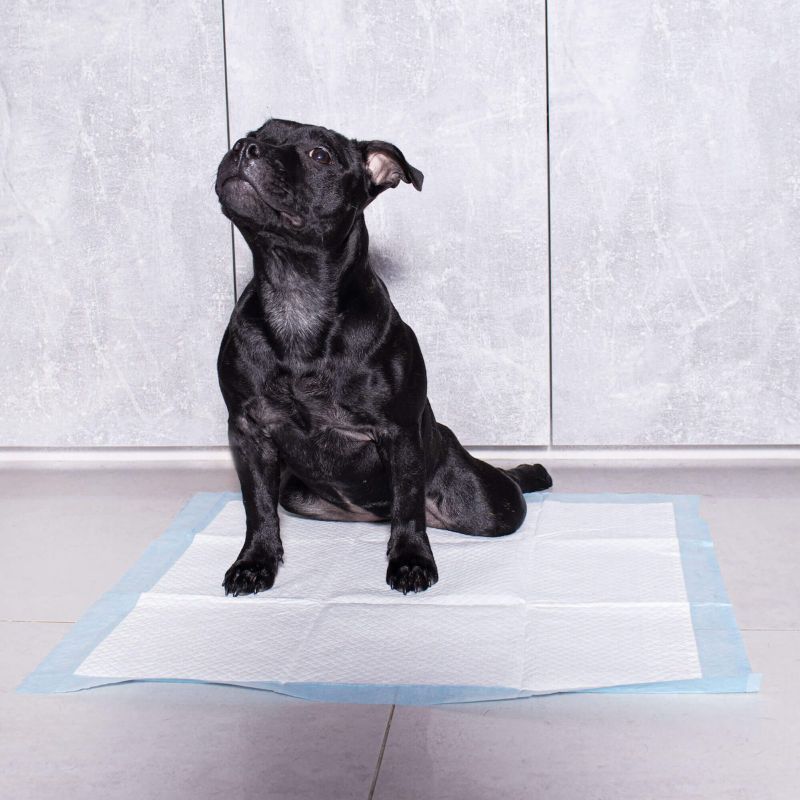 Springos hygiejneunderlag til hunde 50 stk. 60x60 cm absorberende måtter til træning i renlighed 1 sæt