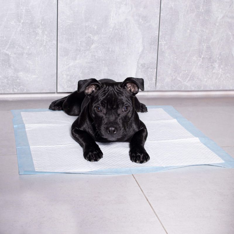 Springos hygiejneunderlag til hunde 50 stk. 60x60 cm absorberende måtter til træning i renlighed 1 sæt