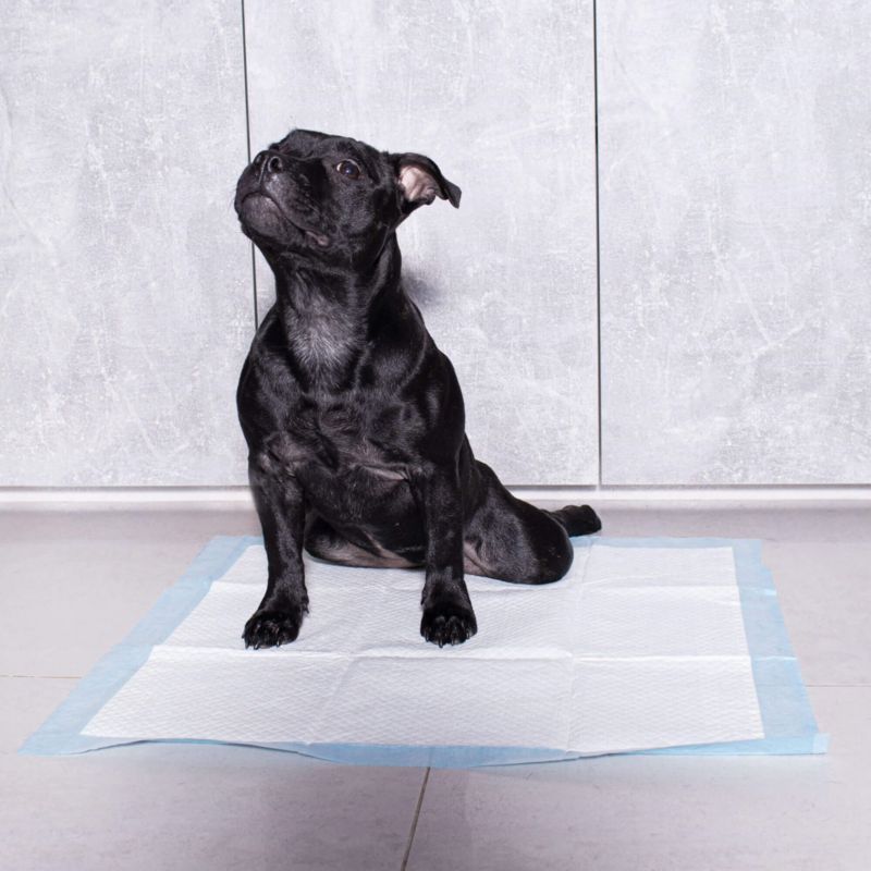 Springos hygiejneunderlag til hunde 60x60 cm 10 stk. absorberende måtter til træning i renlighed 1 sæt