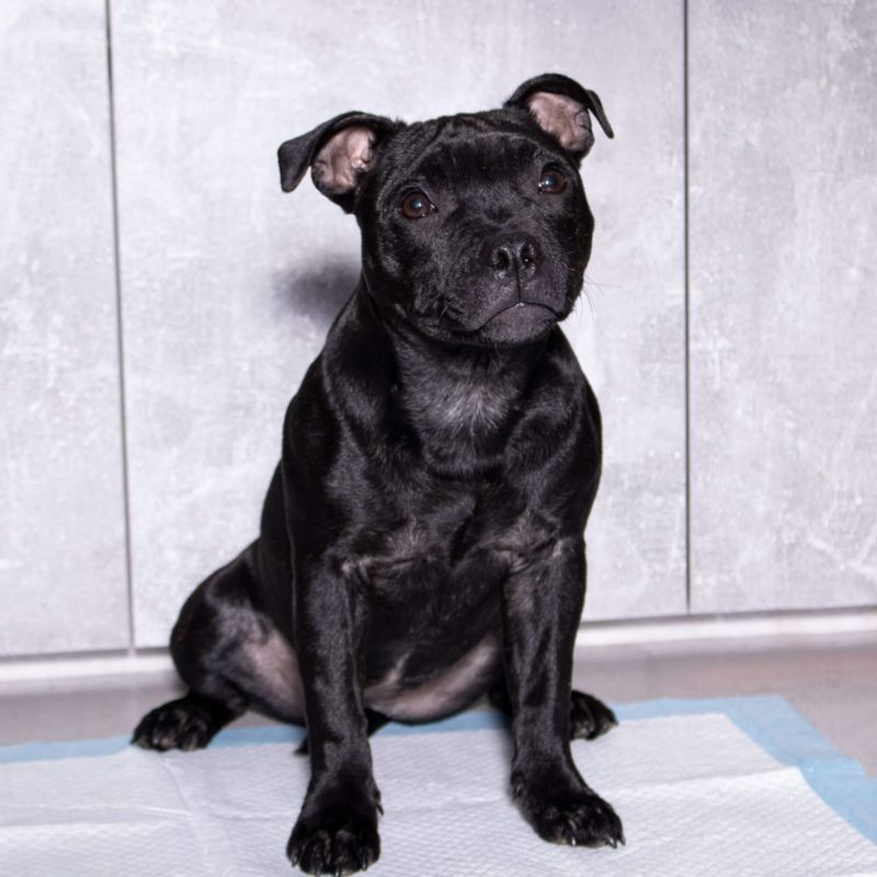 Springos hygiejneunderlag til hunde 60x60 cm 10 stk. absorberende måtter til træning i renlighed 1 sæt