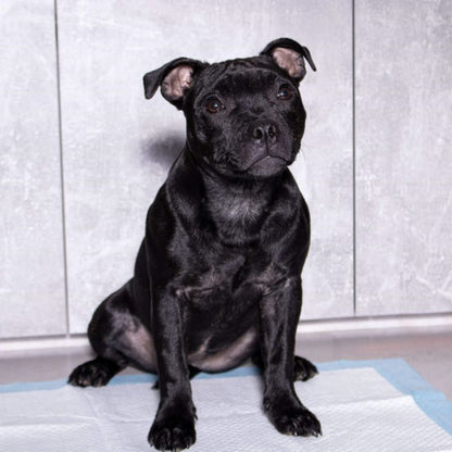 Springos hygiejneunderlag til hunde 60x60 cm 10 stk. absorberende måtter til træning i renlighed 1 sæt