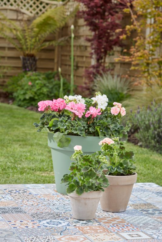 Torfri jord til pelargonier Verve 50 l