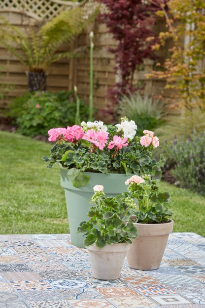Torfri jord til pelargonier Verve 50 l
