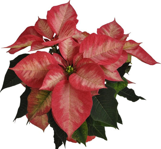 Poinsettia 12 cm 4-6 stilket Picasso