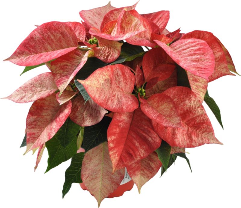 Poinsettia 12 cm 4-6 stilket Picasso