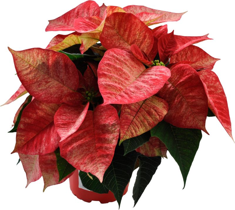 Poinsettia 12 cm 4-6 stilket Picasso