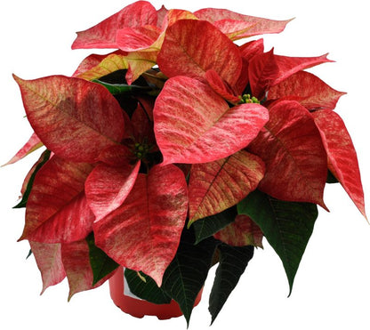 Poinsettia 12 cm 4-6 stilket Picasso