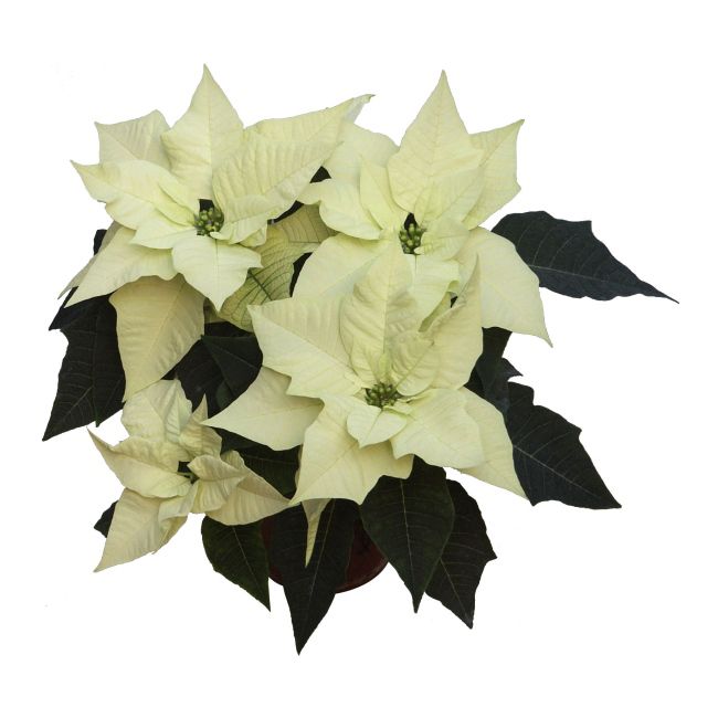 Poinsettia 13 cm – Polar Bear/Alpina med smukke hvide blomster
