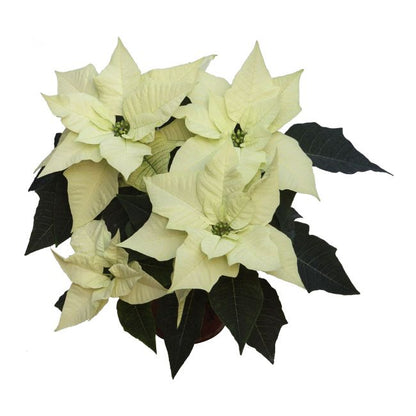 Poinsettia 13 cm – Polar Bear/Alpina med smukke hvide blomster