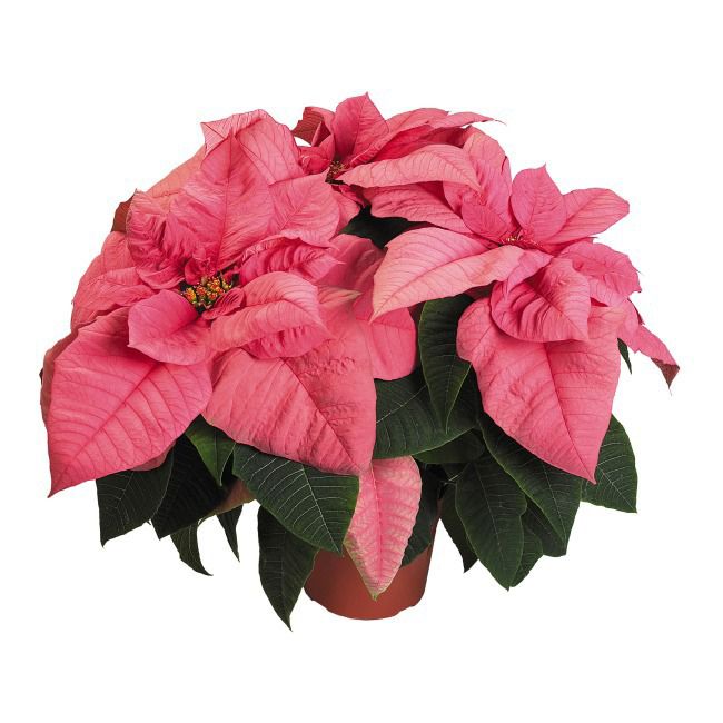 Pink 4-6-stilket julestjerne