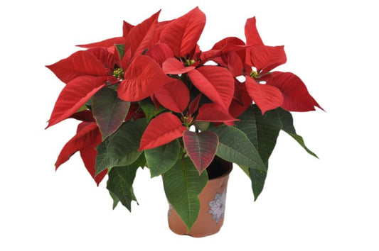 Poinsettia 4-6 stilke, højde 30-35 cm, potte 12 cm