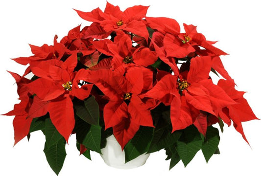 Poinsettia Ampel Betlejemsstjerne 23 cm