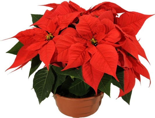 Poinsettia Betlejemsstjerne i skål 17 cm