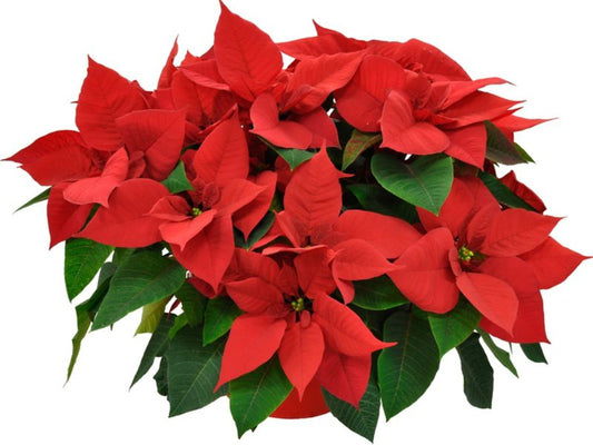 Poinsettia kurv 50 cm med potte 23 cm