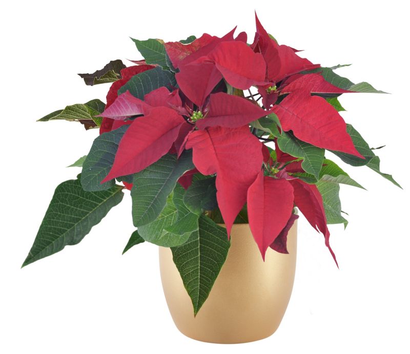 Poinsettia med flere stængler 10,5 cm