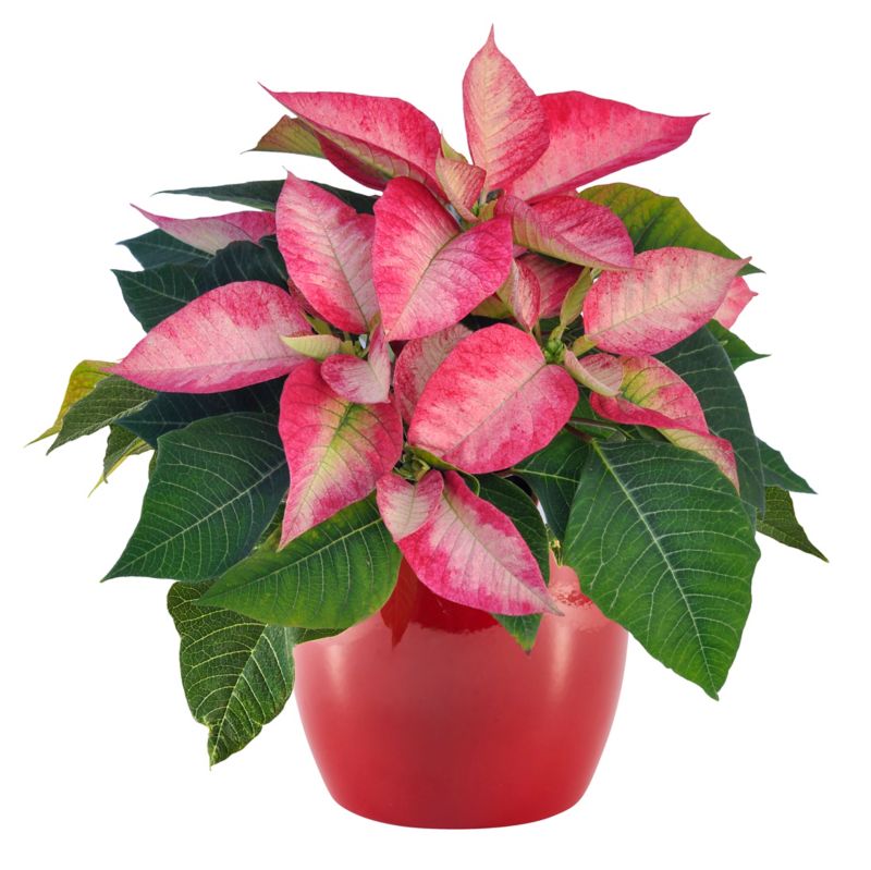 Poinsettia 10,5 cm