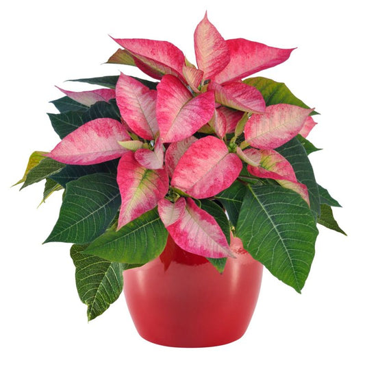 Poinsettia 10,5 cm