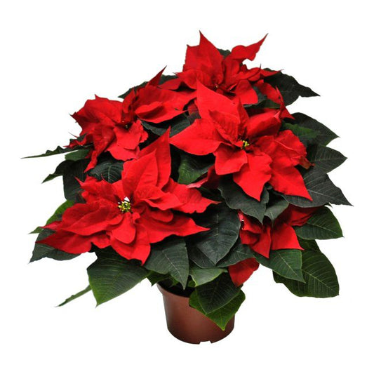 Poinsettia 17 cm – intensivt rød julestjerne til hjemmet
