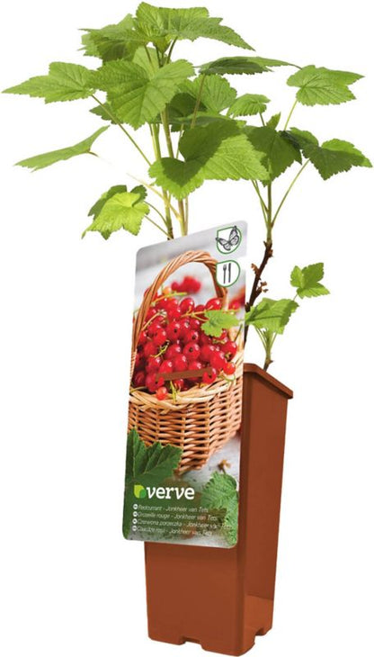 Rød solbær Verve i potte C2